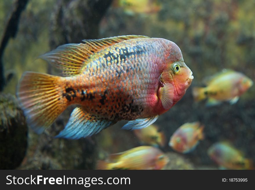 Exotic, colorful fish swimming in tank. Exotic, colorful fish swimming in tank