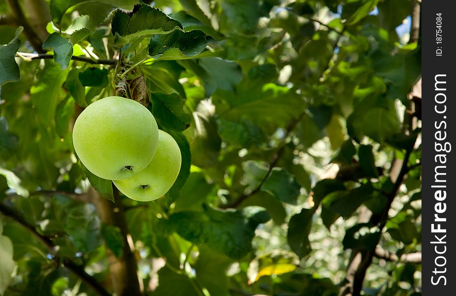 Two green apples on a tree