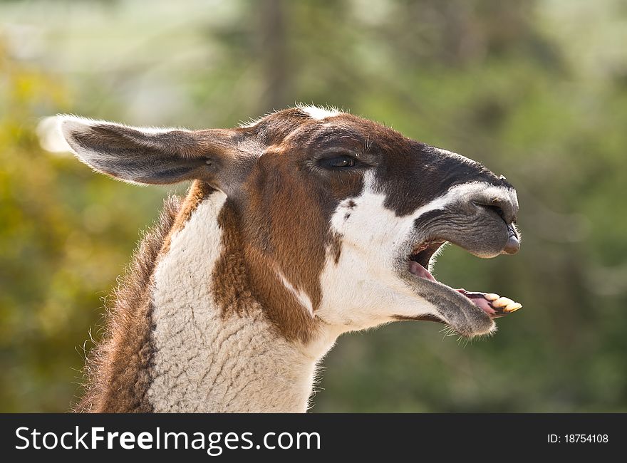 Llama  Braying