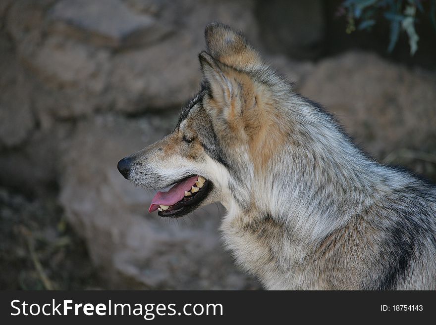 Mexican Wolf (Lobo) the largest of the North American canines. Mexican Wolf (Lobo) the largest of the North American canines