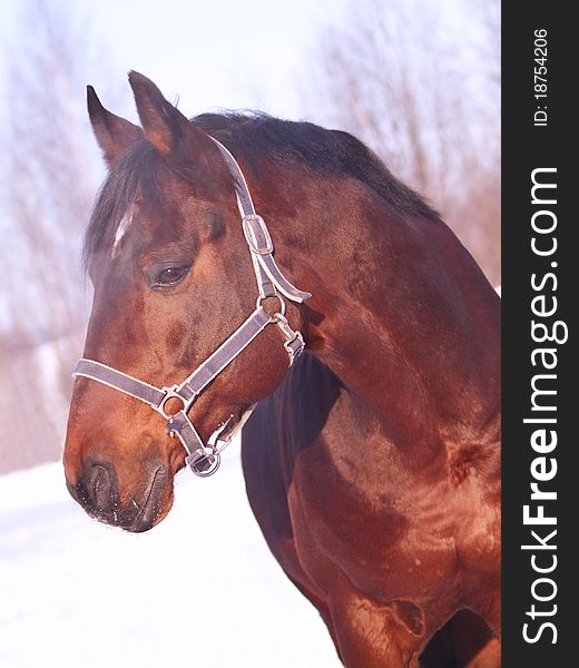 Winter portrait of bay horse outdoor sunny day