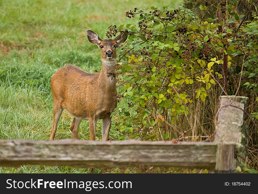 White-tailed Deer (Odocoileus virginianus) are among North America's most familiar animals. White-tailed Deer (Odocoileus virginianus) are among North America's most familiar animals