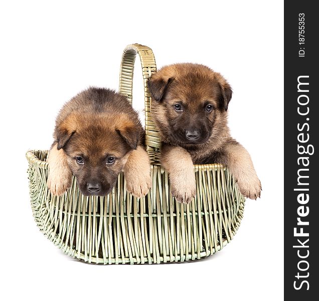 Two German sheepdog`s sweet little puppy sitting in basket. Two German sheepdog`s sweet little puppy sitting in basket