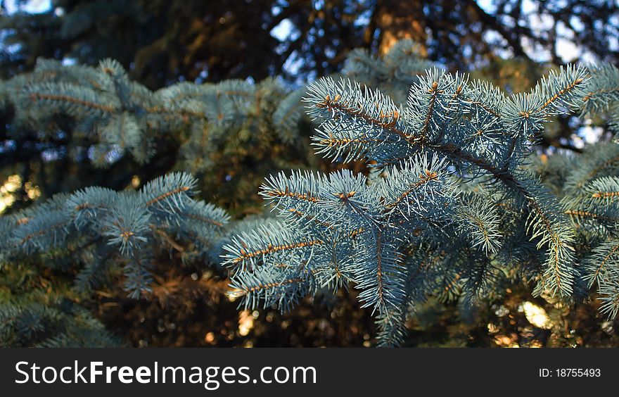 Fluffy blue spruce branches on a sunny day