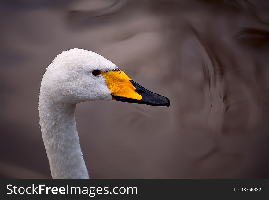 White swan close-up on a background of water