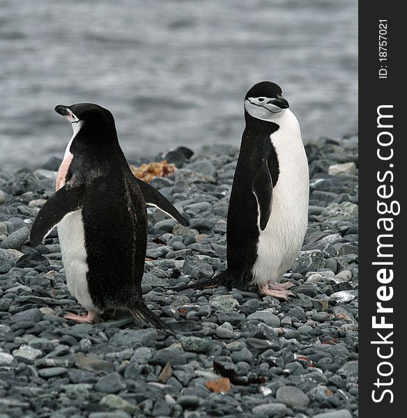 Pair of Chinstrap penguins on beach. Pair of Chinstrap penguins on beach