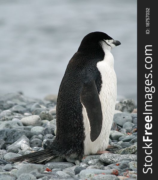 Chinstrap penguin on a beach. Chinstrap penguin on a beach