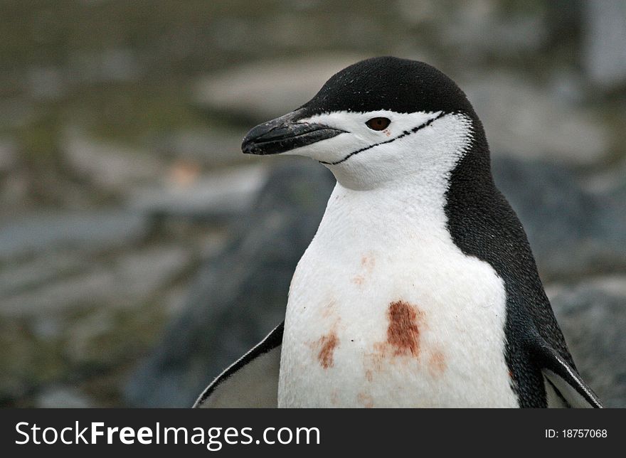 Chinstrap penguin on a beach. Chinstrap penguin on a beach