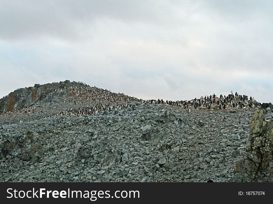 Chinstrap penguin colony in Antarctica