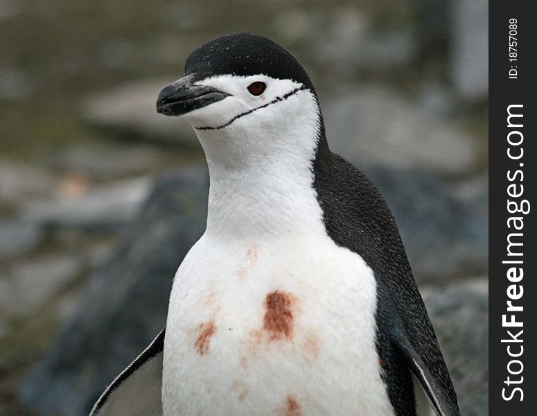 Chinstrap penguin on a beach. Chinstrap penguin on a beach