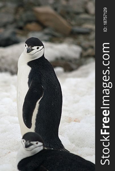 Chinstrap penguin on a beach. Chinstrap penguin on a beach