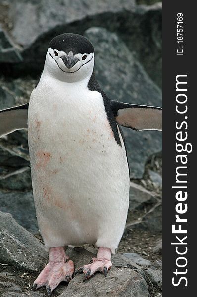 Chinstrap penguin on a beach. Chinstrap penguin on a beach