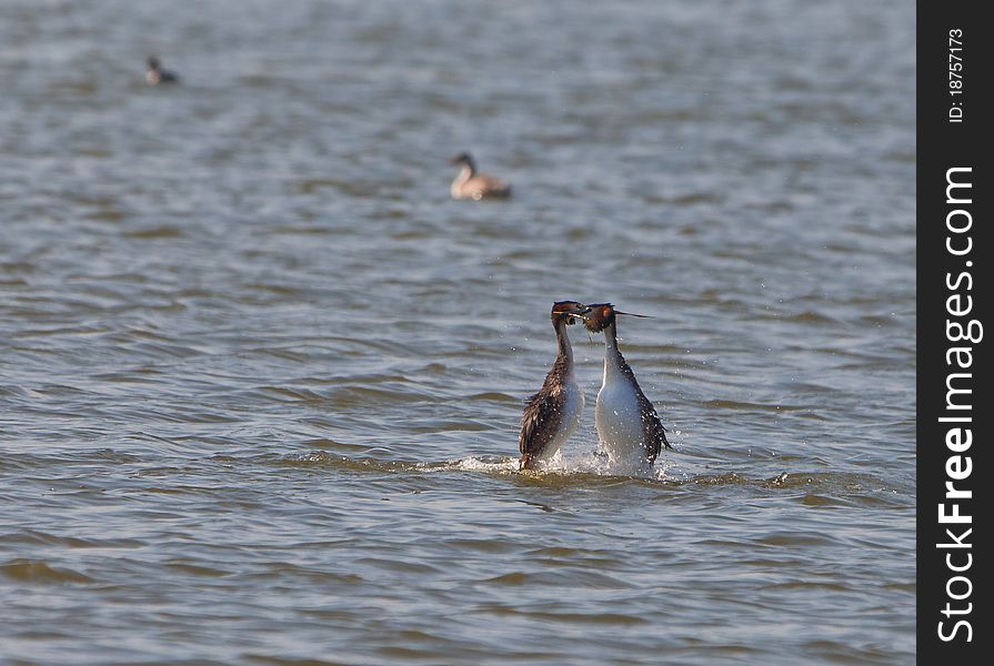 A couple of the Great Crested Grebe exhibits it´s characteristic mating ritual where both individuals dance on the water with some seaweed in their beaks. A couple of the Great Crested Grebe exhibits it´s characteristic mating ritual where both individuals dance on the water with some seaweed in their beaks.