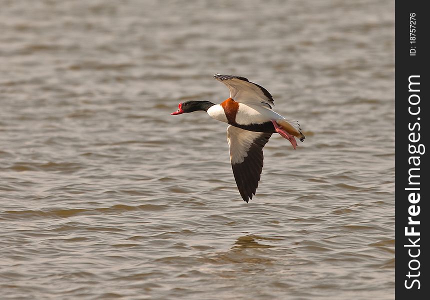 Male Shelduck in flight