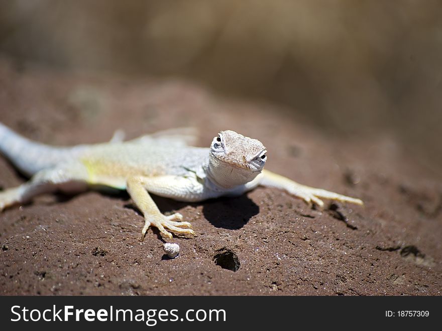 A lizard with a curious look on its face, resting on a rock in the desert. A lizard with a curious look on its face, resting on a rock in the desert