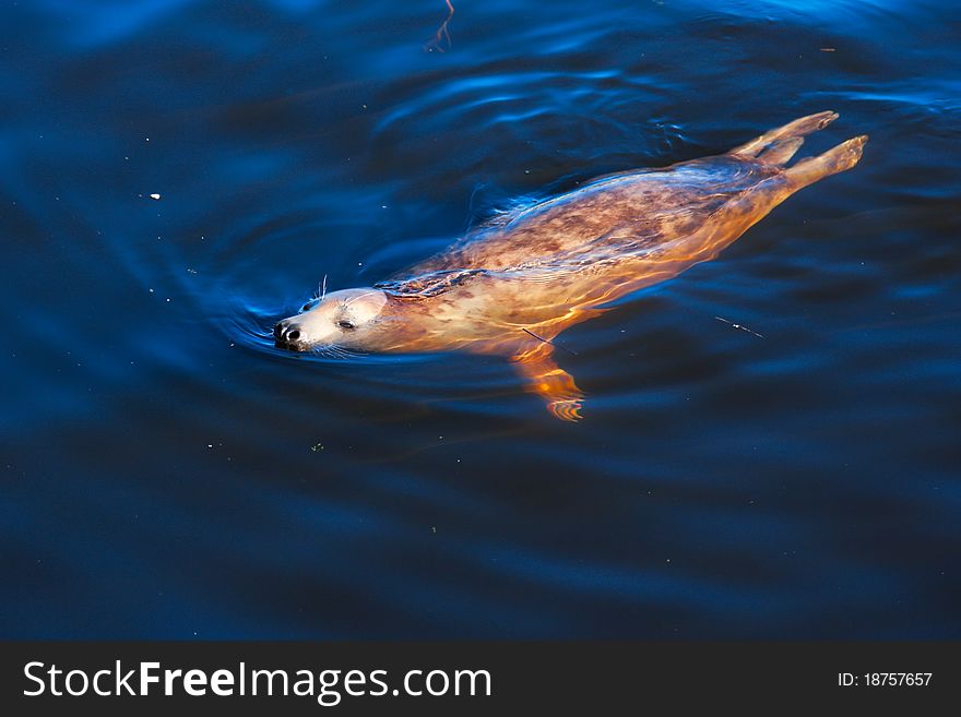 Brown seal swimming in atlantic ocean at sunny day