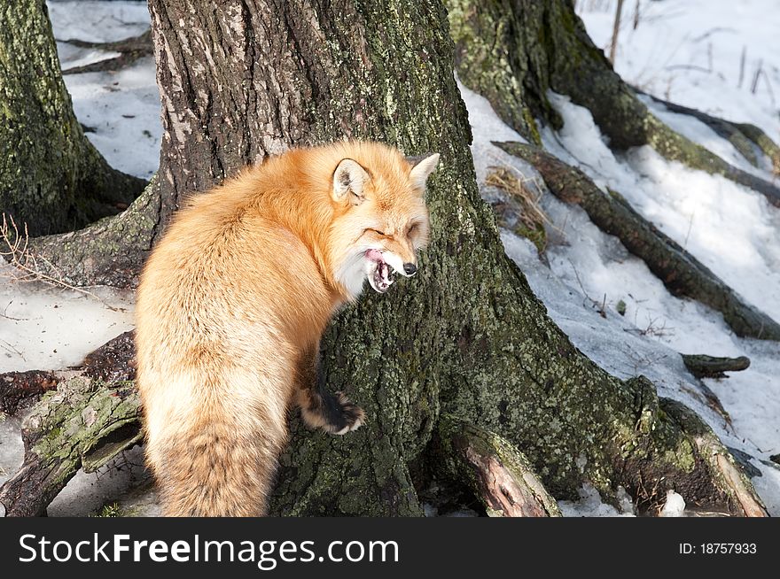Red fox with open mouth in outdoors in winter