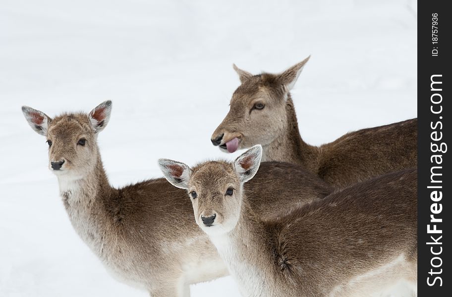 Three fallow deer outdoors in the snow during winter. Three fallow deer outdoors in the snow during winter