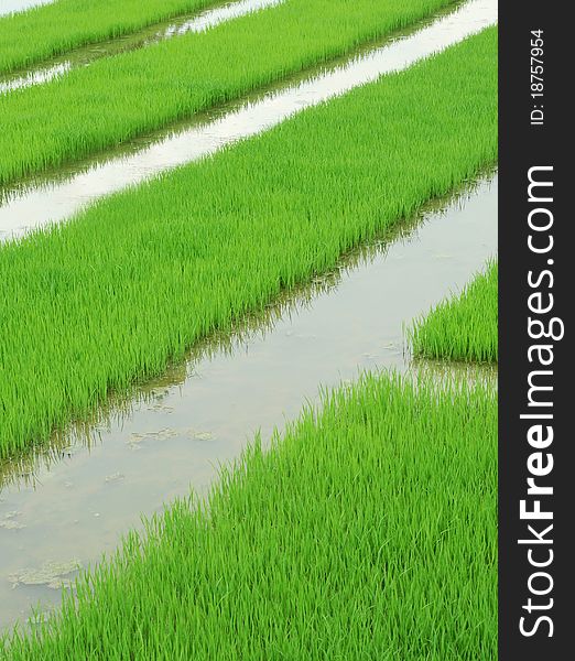 Spring rice fields in row. Spring rice fields in row