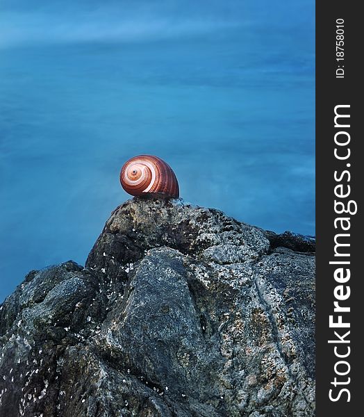 Conch in front of the sea.