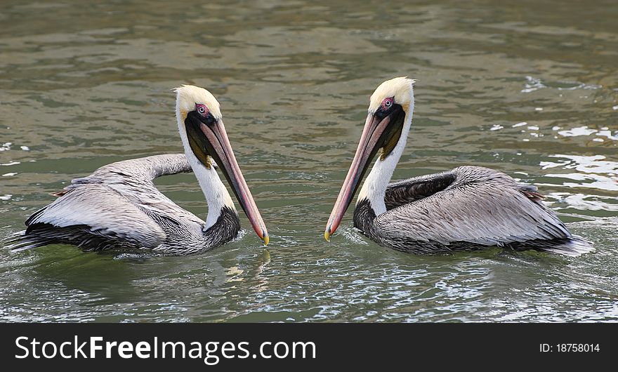 Two pelicans swimming in a canal in Florida. Two pelicans swimming in a canal in Florida