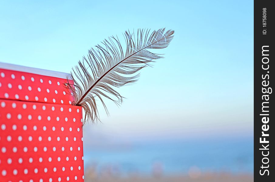 Close-up of a feather on a blue background