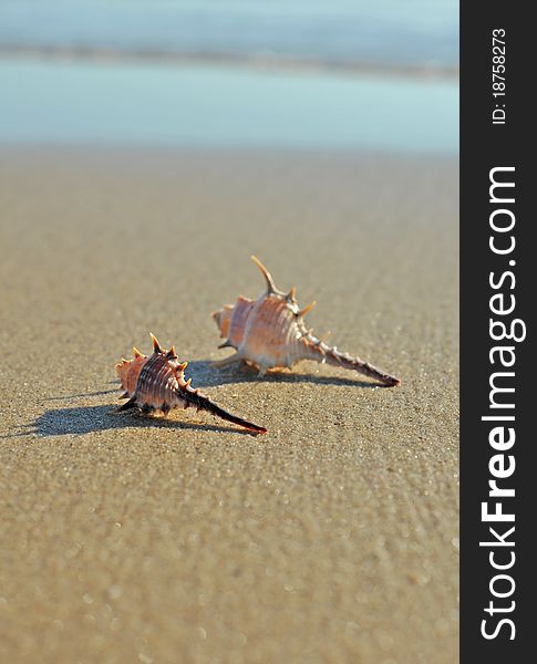 A pair of conch on the beach. A pair of conch on the beach