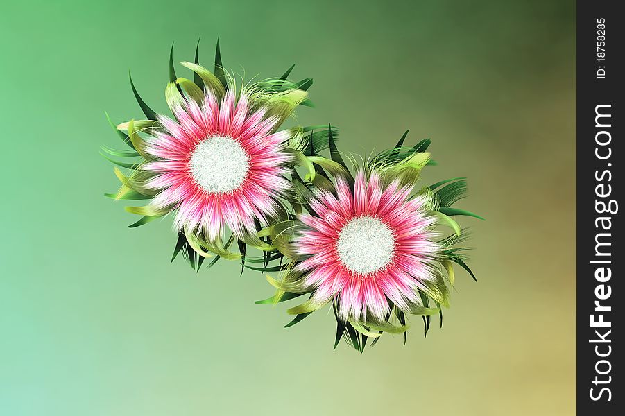 Two beautiful pink flowers on a green background. Two beautiful pink flowers on a green background