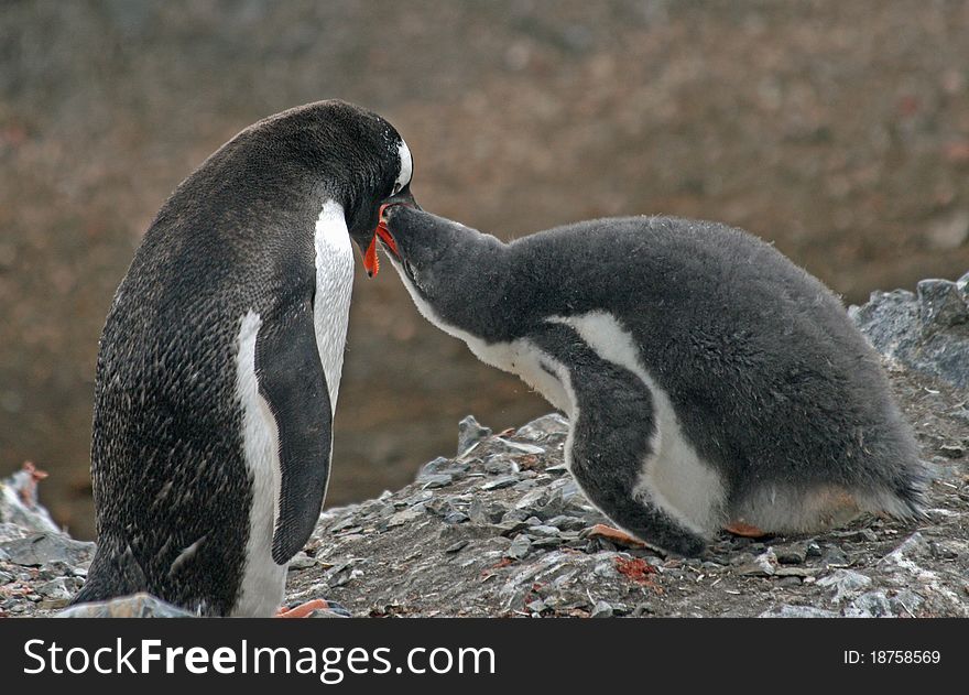 Gentoo penguin and chick 2
