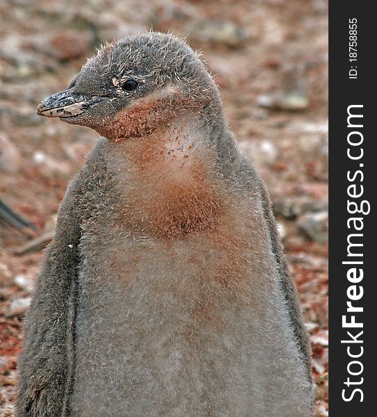 Chinstrap Penguin Chick 22