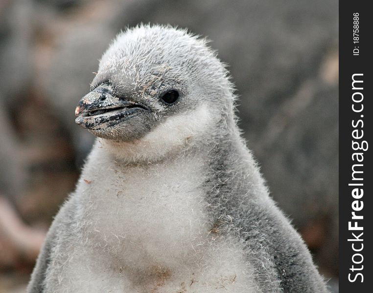 Chinstrap penguin chick on a nest. Chinstrap penguin chick on a nest