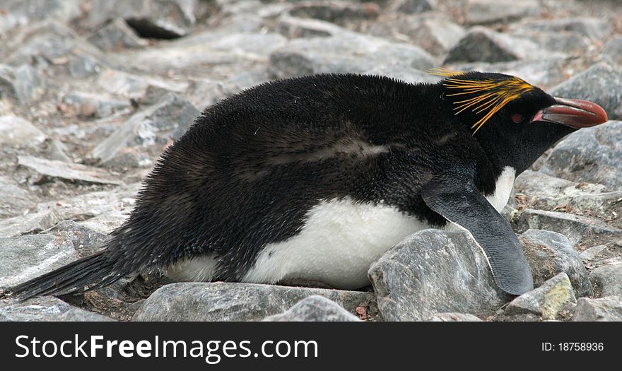 Macaroni penguin lying on beach. Macaroni penguin lying on beach