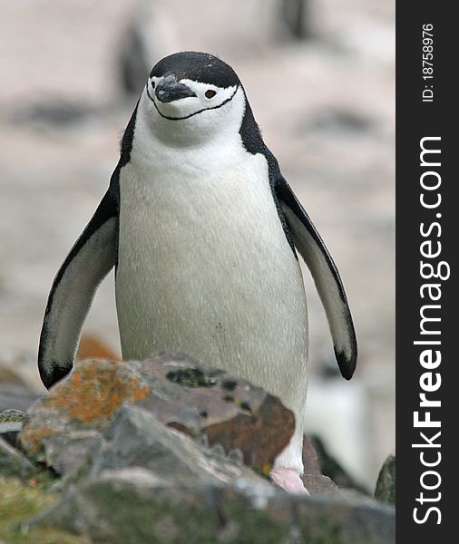 Chinstrap penguin on a beach. Chinstrap penguin on a beach