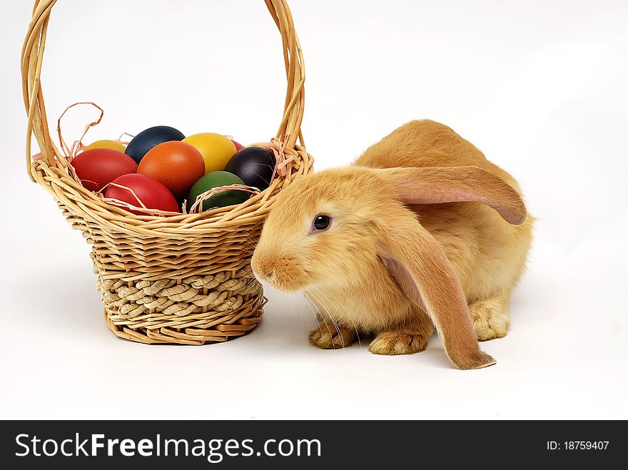 Rabbit with Easter with basket of painted eggs on the white background. Rabbit with Easter with basket of painted eggs on the white background