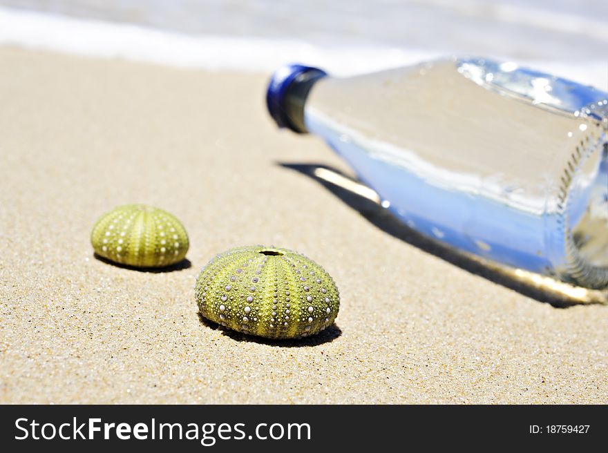 Beach Scene With Two Dead Sea Urchin Shells