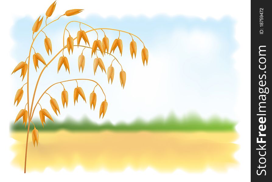 Ear of oats. Field and sky in the background. Vector illustration.