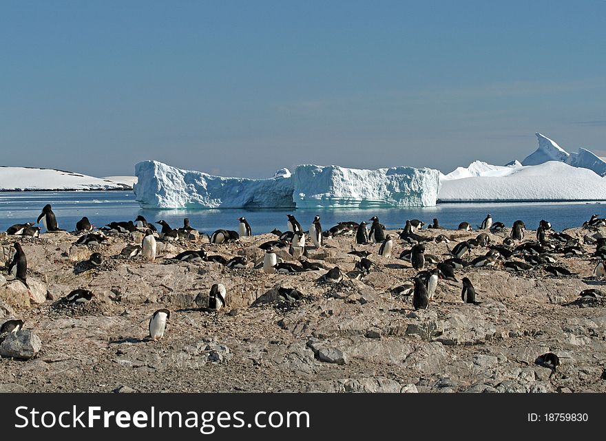 Gentoo penguin colony 3