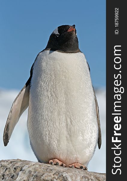 Gentoo penguin 33