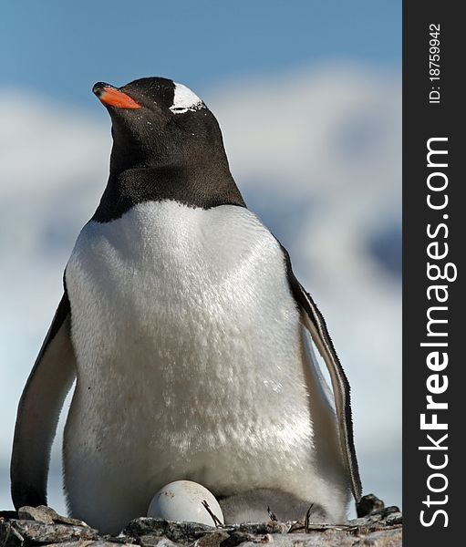 Gentoo penguin 34