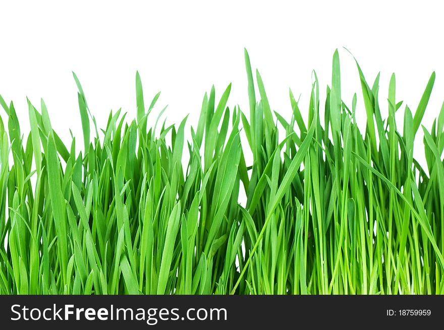 Fresh green grass isolated on white background