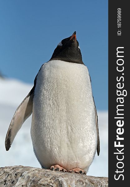 Gentoo penguin 36