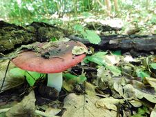 A Reddish Mushroom Among Fallen Leaves Stock Photo