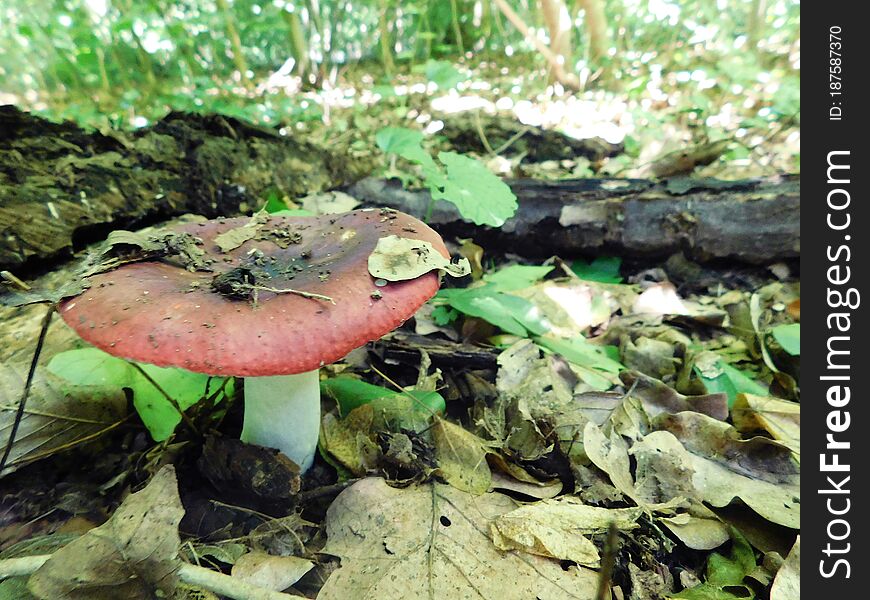 A reddish mushroom among fallen leaves