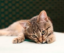 Cat Looking Into Camera Royalty Free Stock Photos Cat Looking Into Camera Royalty Free Stock Photos