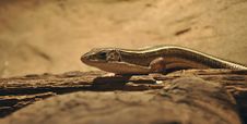 Lizard Royalty Free Stock Photos Lizard Royalty Free Stock Photos