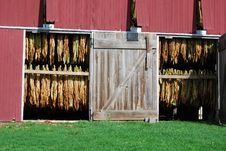 Amish Tobacco Royalty Free Stock Photography Amish Tobacco Royalty Free Stock Photography