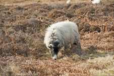 Sheep Grazing On Moorland Royalty Free Stock Photos