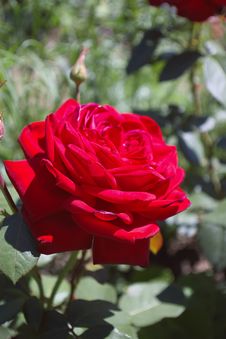 Red Rose Stock Photo Red Rose Stock Photo
