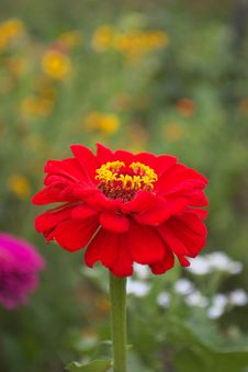 Red Dahlia Stock Images Red Dahlia Stock Images