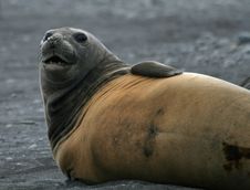 Elephant Seal 9 Royalty Free Stock Images